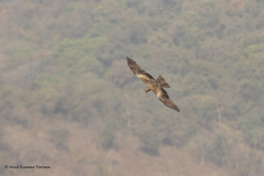 Milvus migrans govinda
