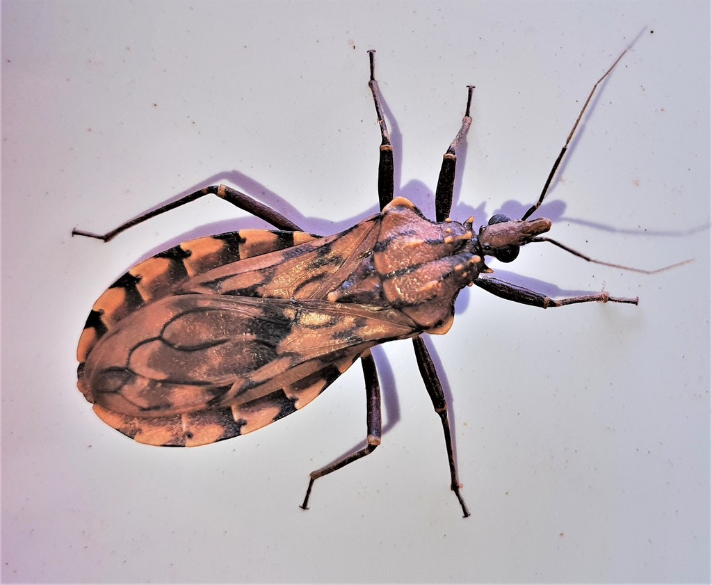 Panstrongylus lignarius