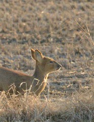 Hydropotes inermis argyropus