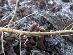 Rhizobiales