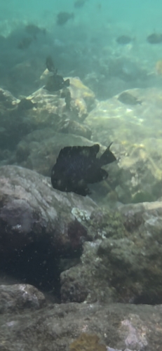 Dascyllus trimaculatus