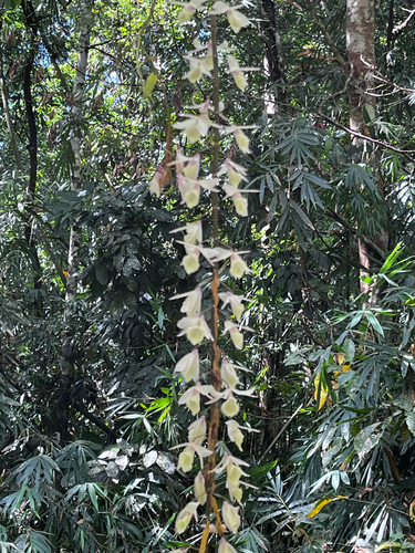 Hooded orchid (Dendrobium aphyllum)