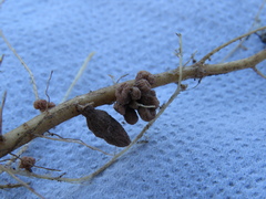 Rhizobiales