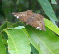 Euthalia aconthea garuda