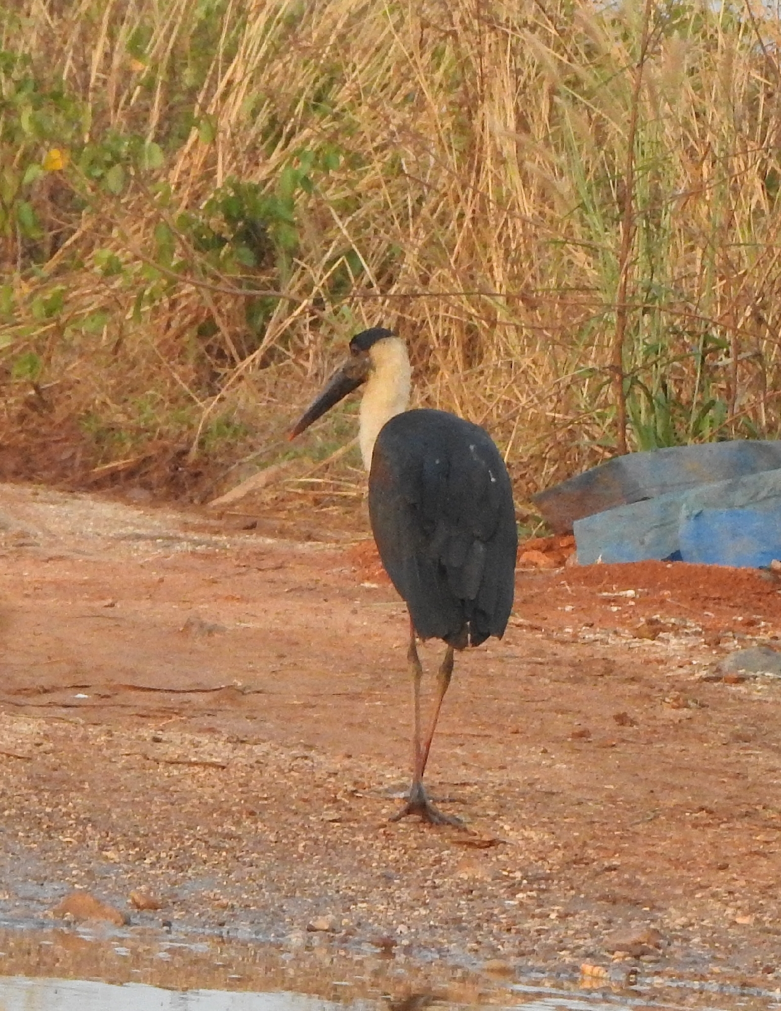 Asian Woolly-necked Stork (Ciconia episcopus), photo 3