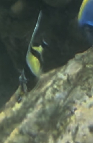 Zanclus cornutus