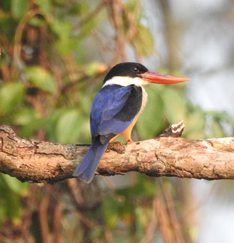 Black-capped Kingfisher (Halcyon pileata), photo 6