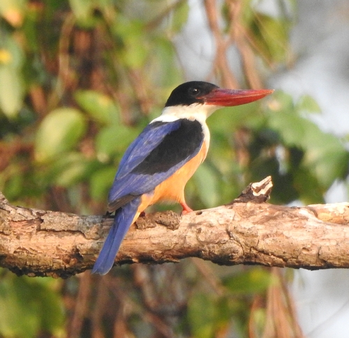 Black-capped Kingfisher (Halcyon pileata), photo 7