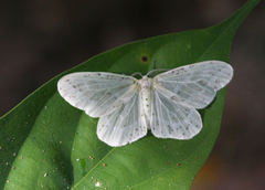 Genusa bigutta