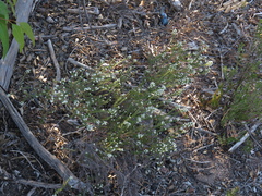 Phylica parviflora