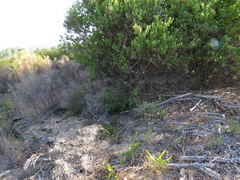 Phylica parviflora