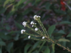Phylica parviflora