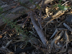 Phylica parviflora