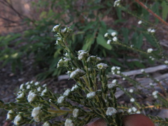 Phylica parviflora