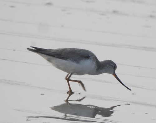 Terek Sandpiper (Xenus cinereus), photo 3