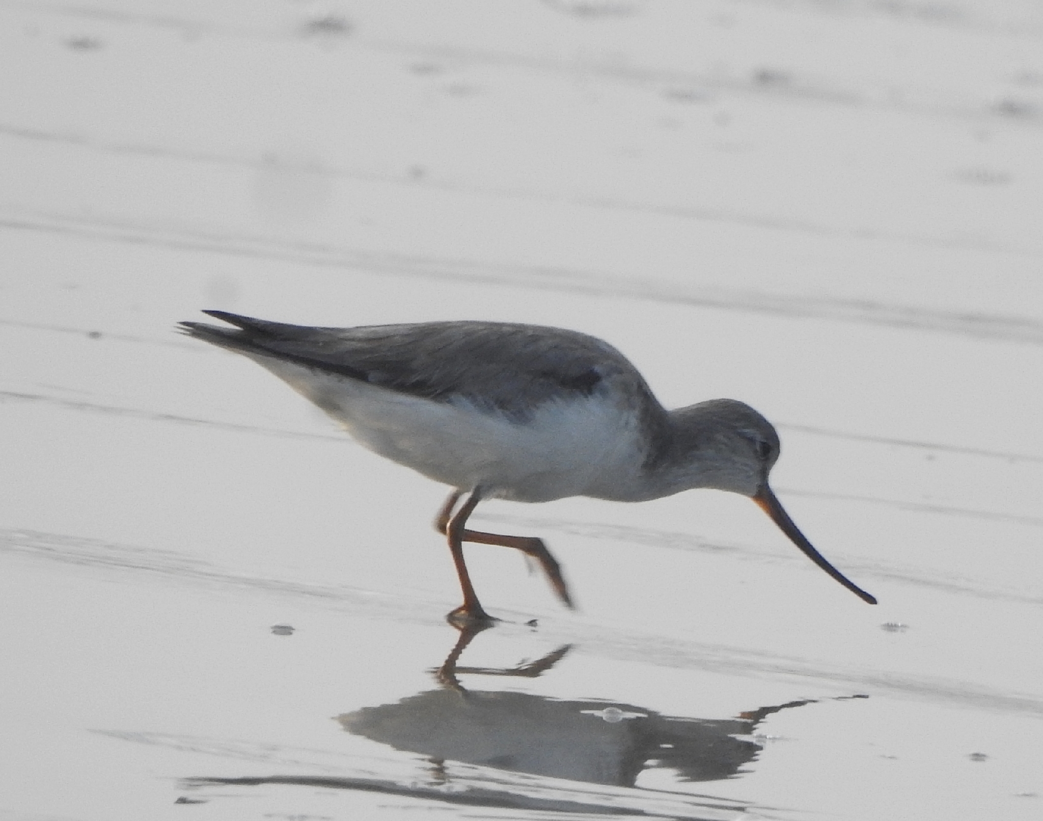Terek Sandpiper (Xenus cinereus), photo 3