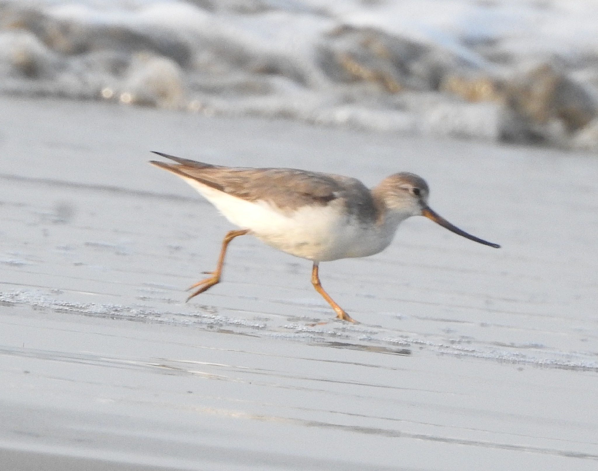 Terek Sandpiper (Xenus cinereus), photo 2
