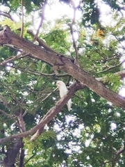 Cacatua goffiniana