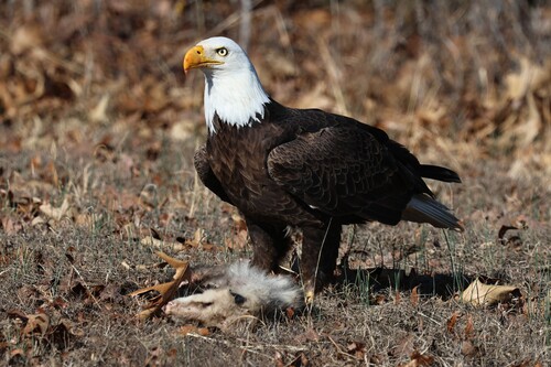 Bald Eagle photographed in Missouri
