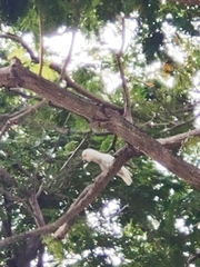 Cacatua goffiniana