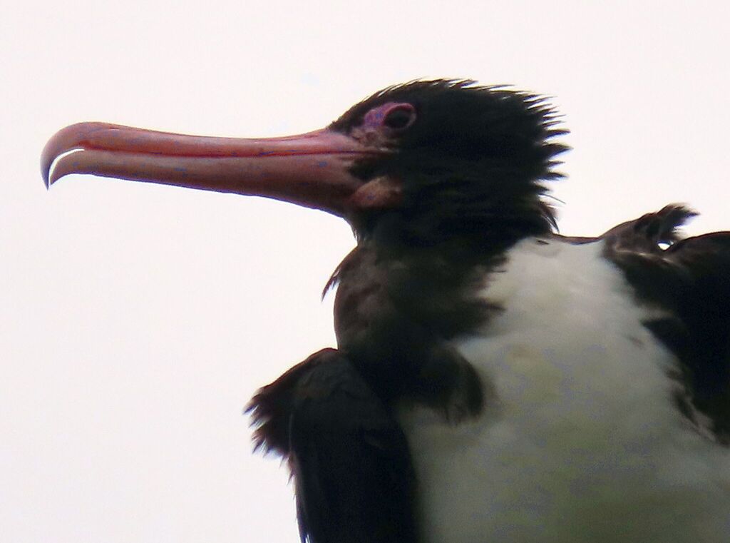 Close view of a frigatebird head with a pink hooked bill and white chest