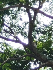 Cacatua goffiniana