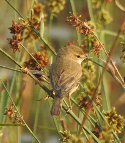 Booted Warbler (Iduna caligata), photo 2