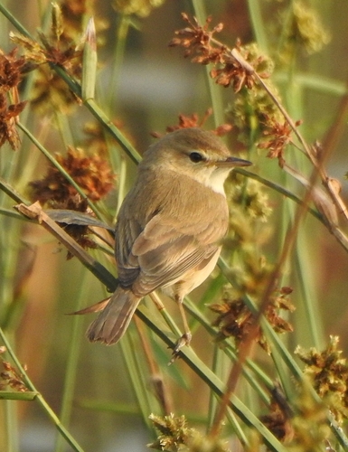 Booted Warbler (Iduna caligata), photo 3