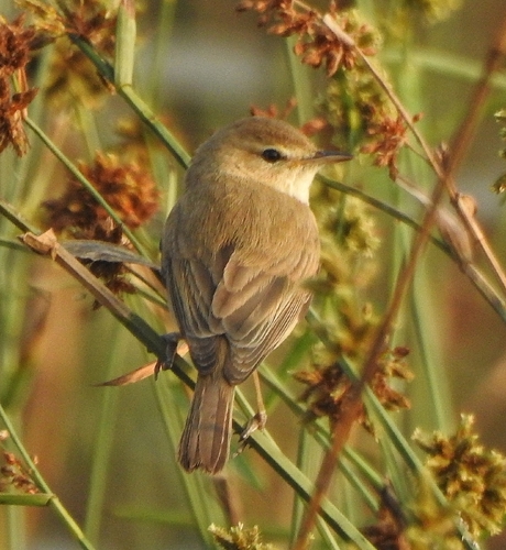 Booted Warbler (Iduna caligata), photo 4