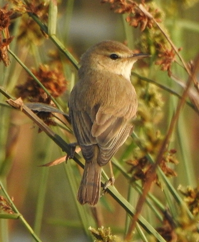 Booted Warbler (Iduna caligata), photo 5