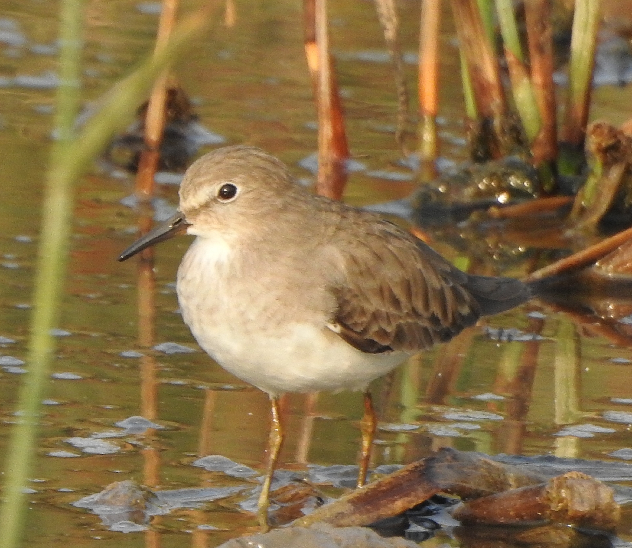 Temminck's Stint (Calidris temminckii), photo 8