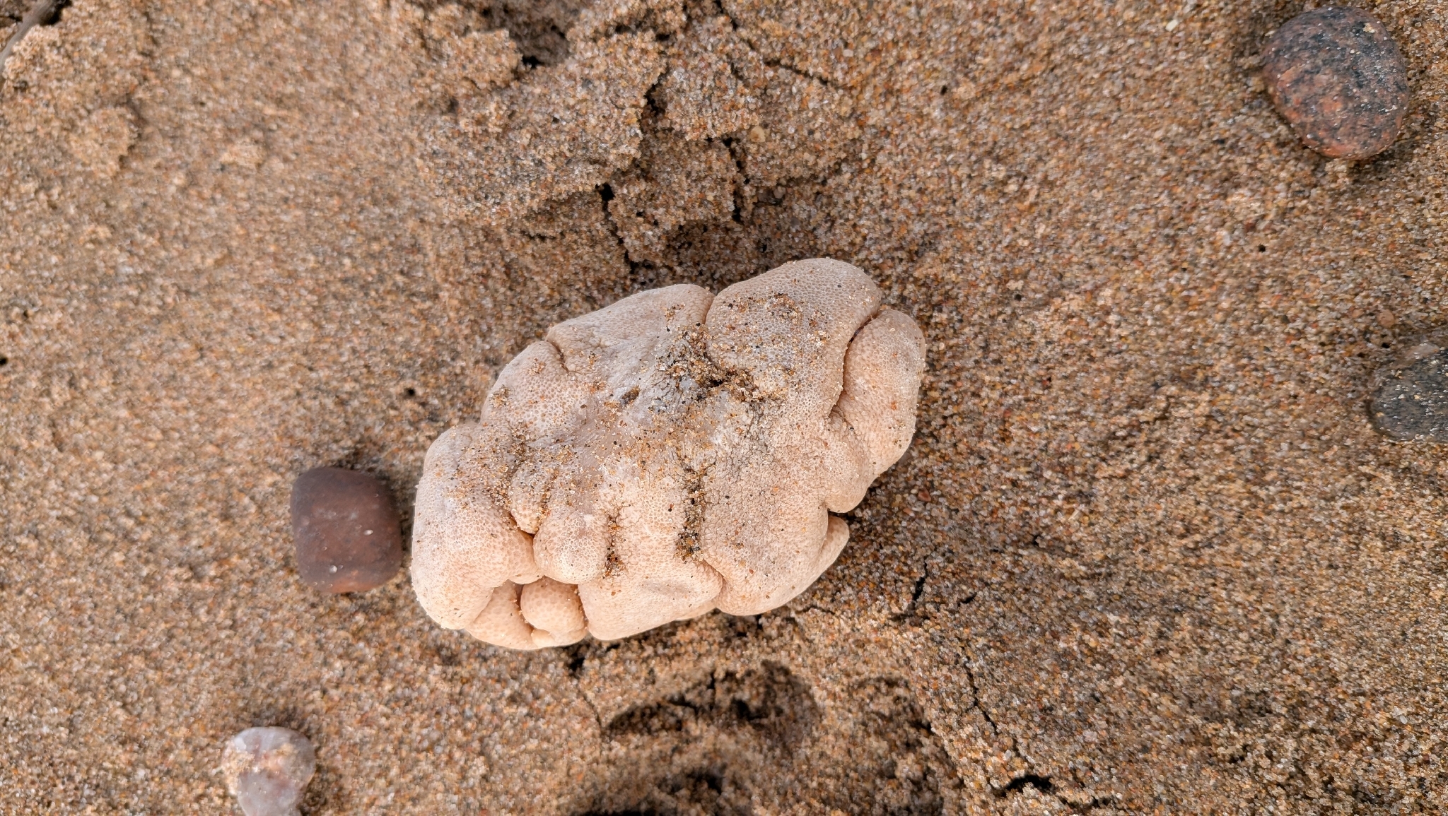 Alcyonium digitatum Linnaeus, 1758