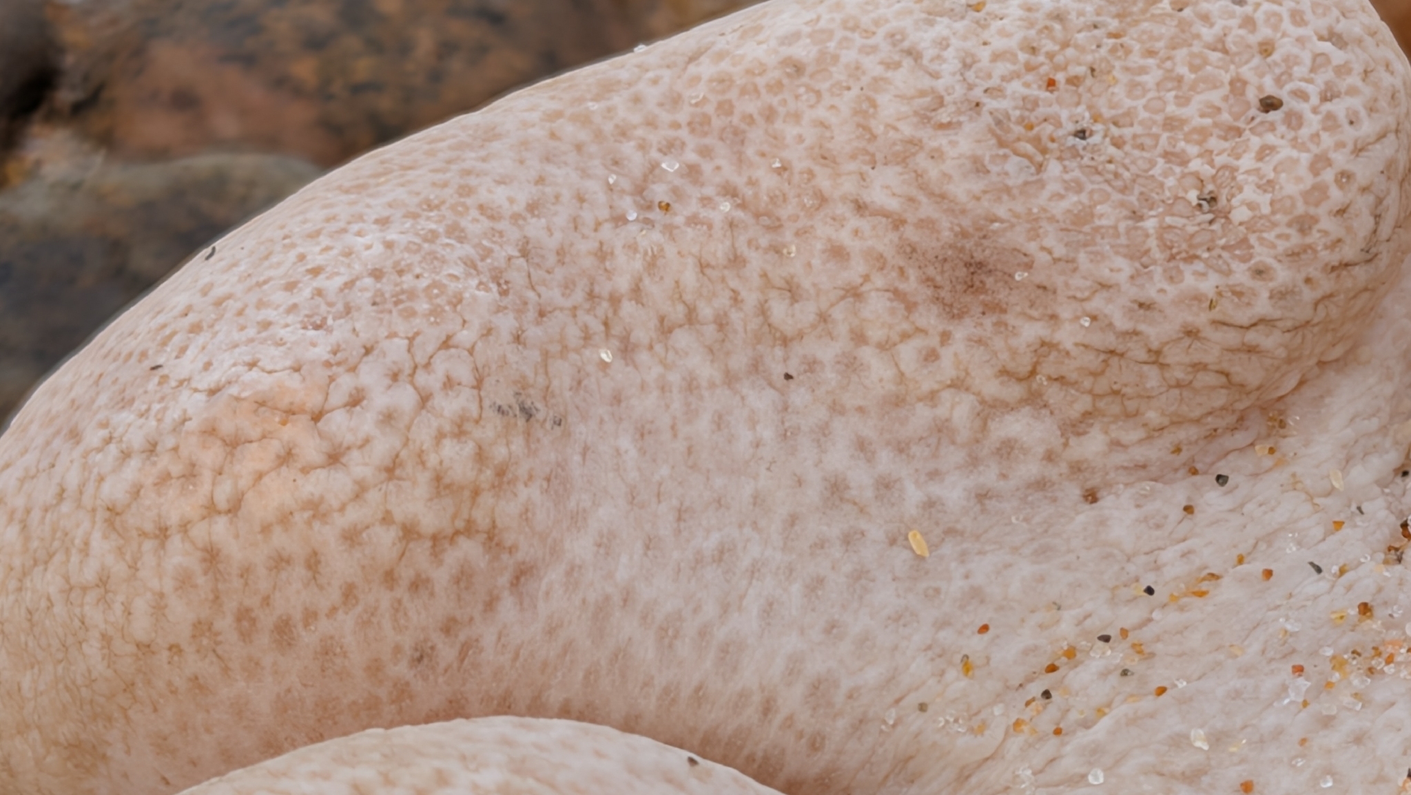 Alcyonium digitatum Linnaeus, 1758