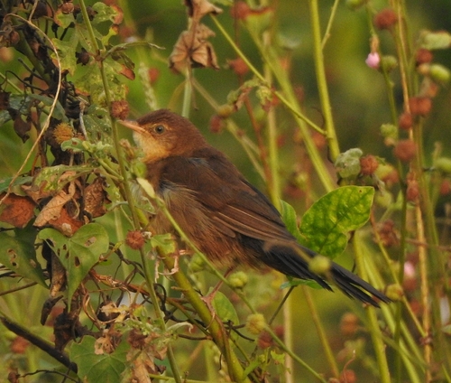 Broad-tailed Grassbird (Schoenicola platyurus)