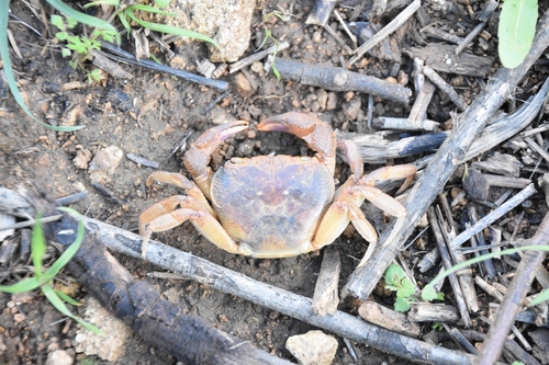 Levantine Freshwater Crab