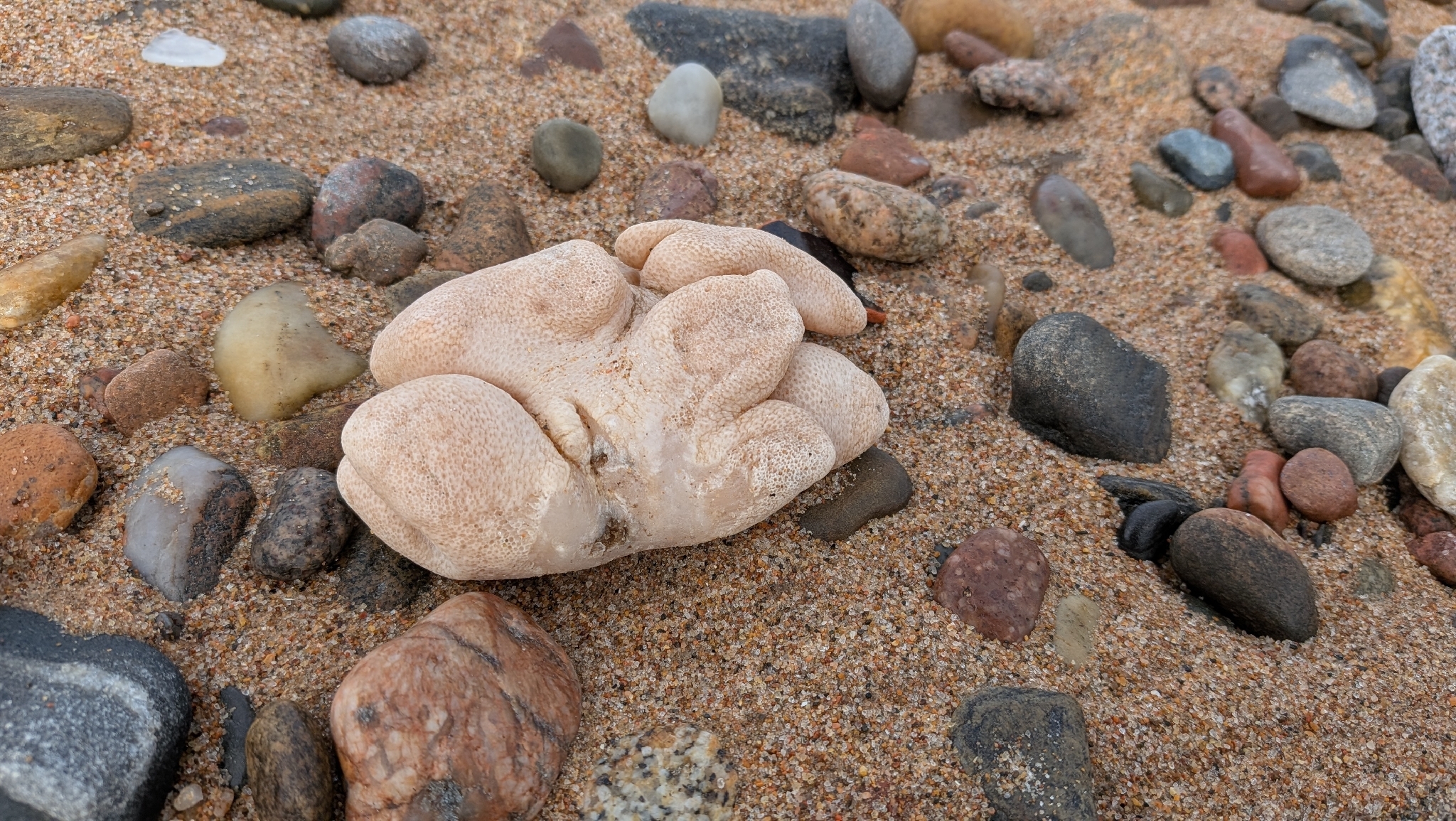 Alcyonium digitatum Linnaeus, 1758