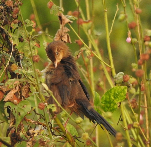 Broad-tailed Grassbird (Schoenicola platyurus), photo 2