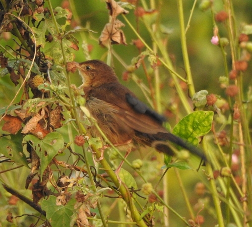 Broad-tailed Grassbird (Schoenicola platyurus), photo 5