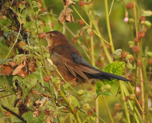 Broad-tailed Grassbird (Schoenicola platyurus), photo 6