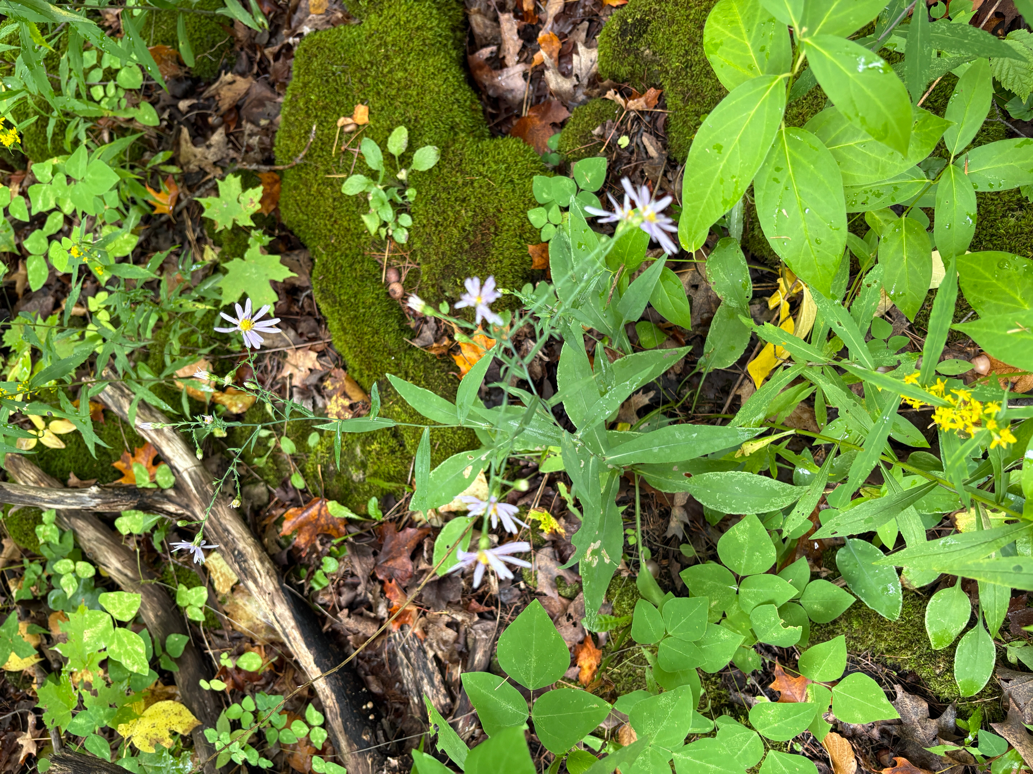 Smooth Blue Aster (Symphyotrichum laeve)