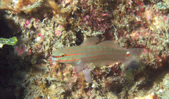 Amblygobius decussatus