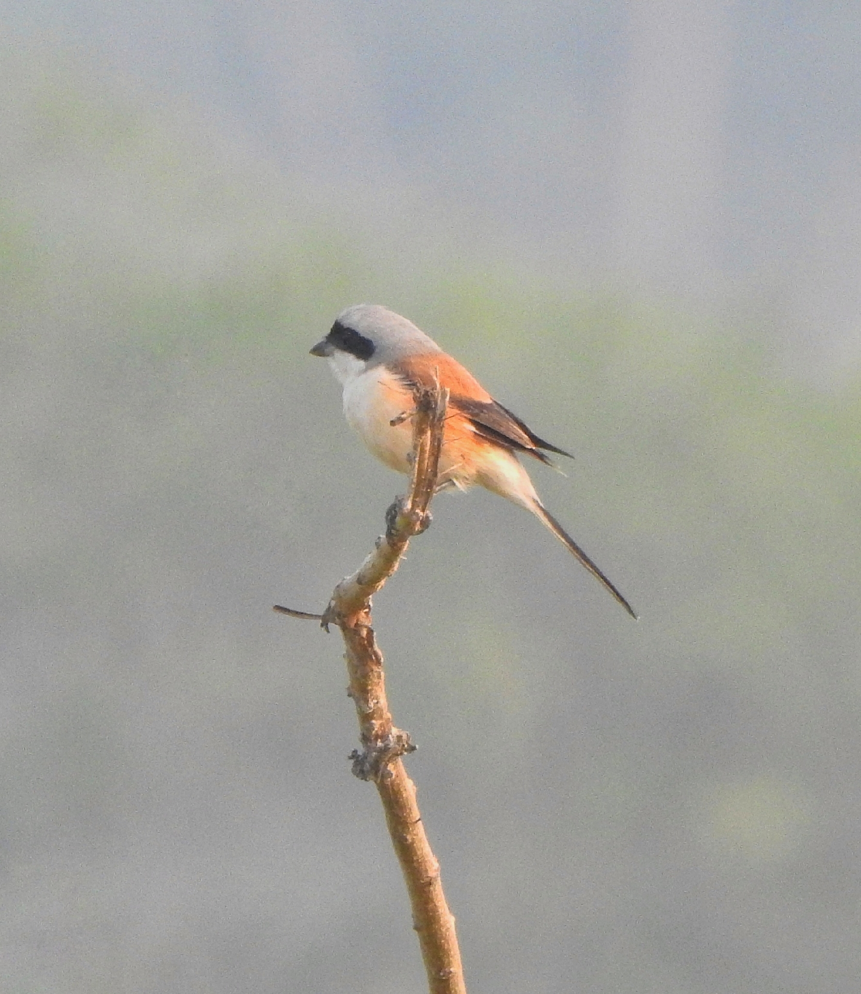 Bay-backed Shrike (Lanius vittatus), photo 4