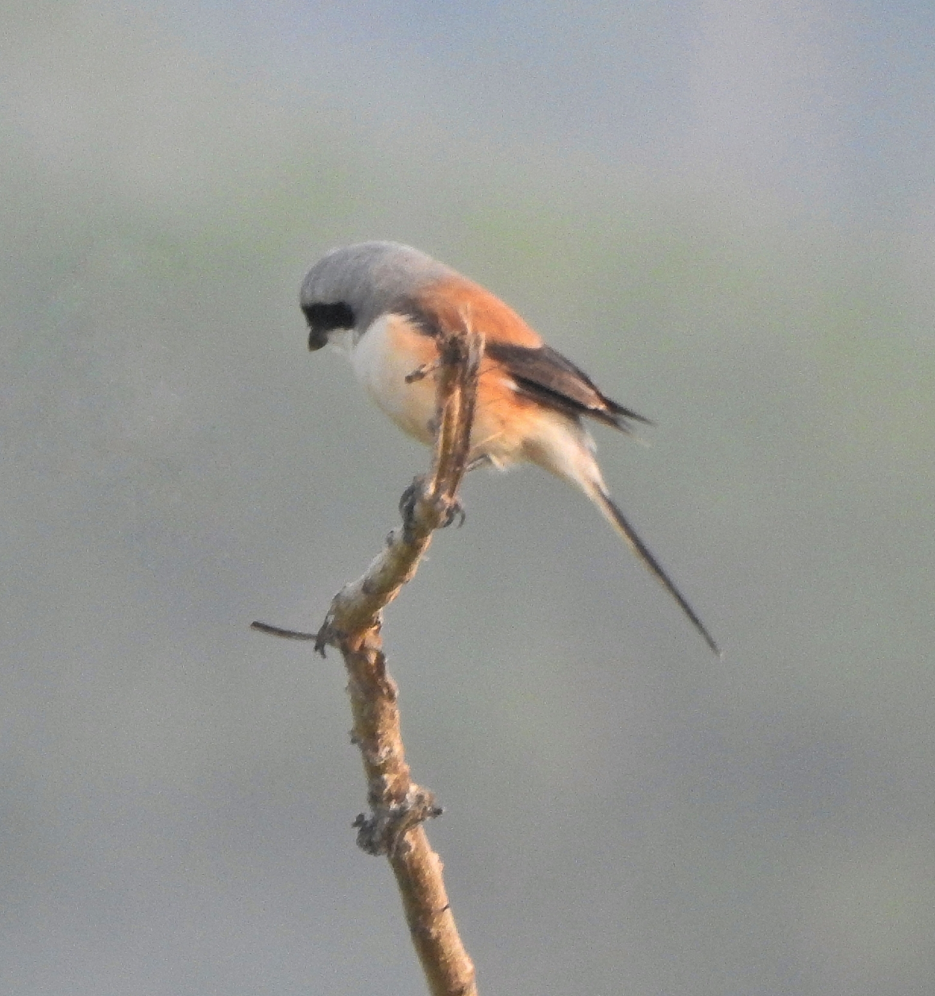 Bay-backed Shrike (Lanius vittatus), photo 5