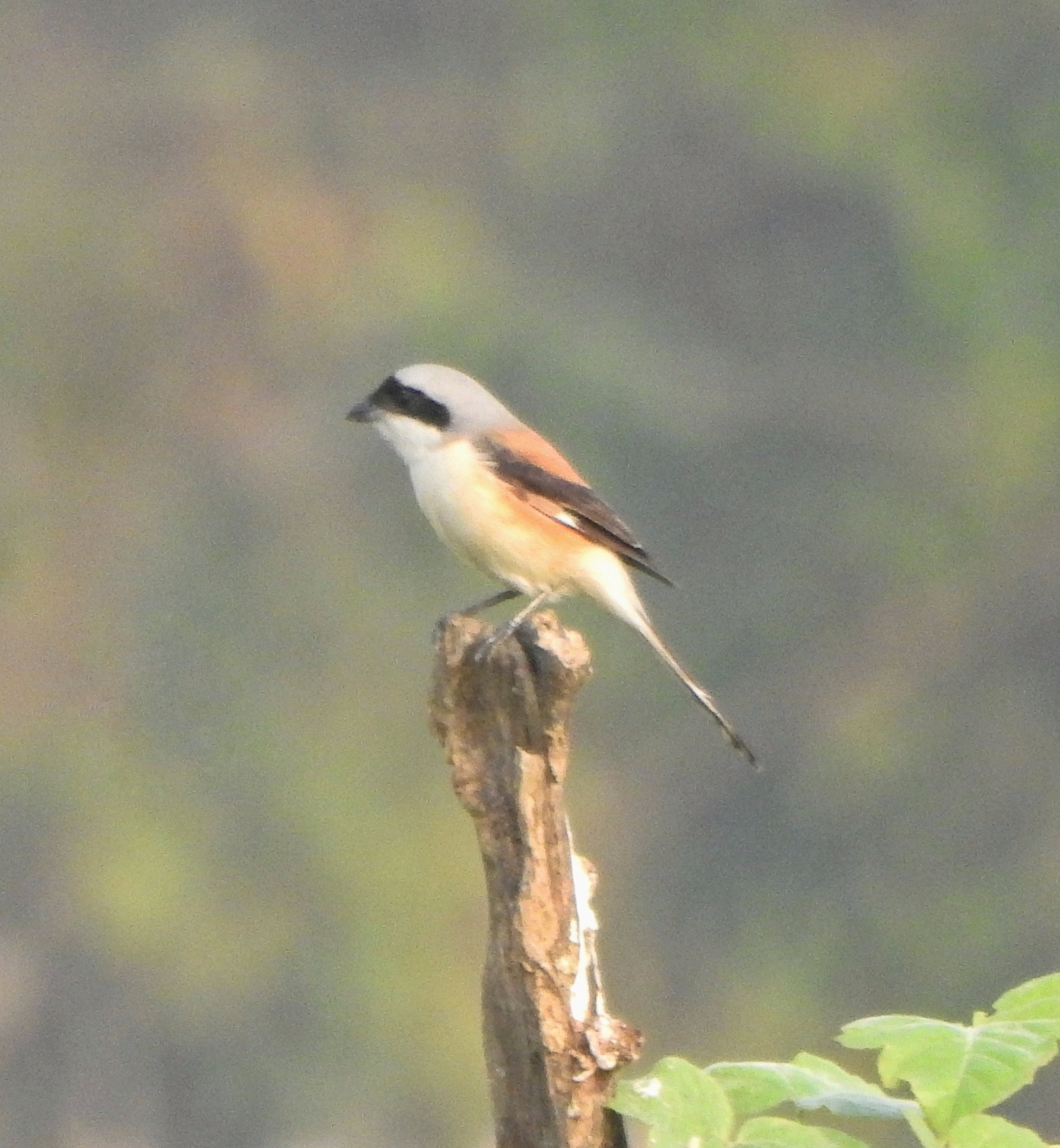 Bay-backed Shrike (Lanius vittatus), photo 6