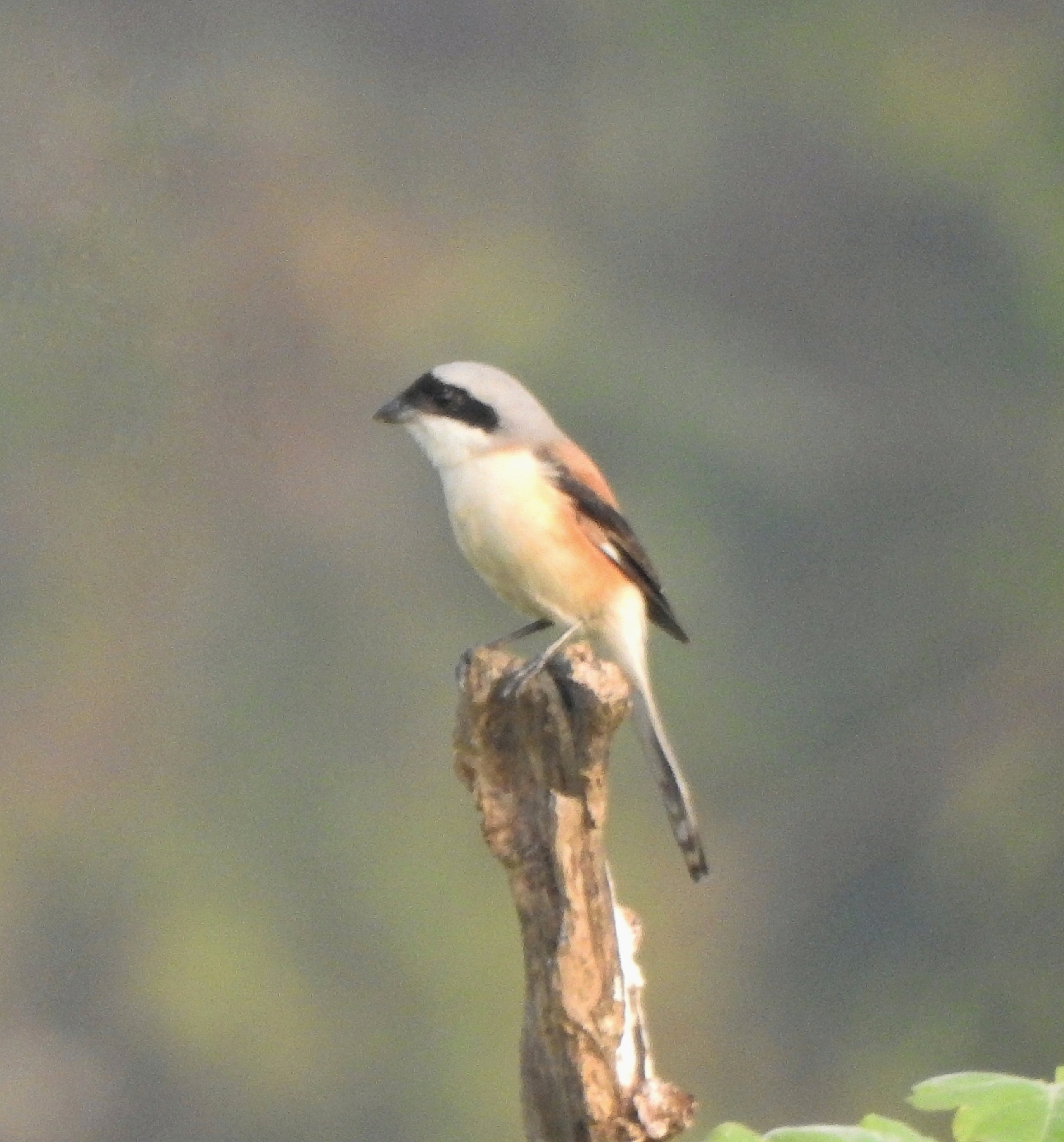 Bay-backed Shrike (Lanius vittatus), photo 7
