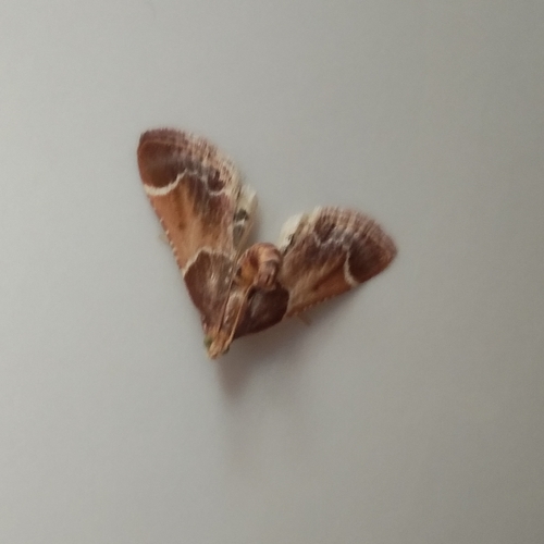 Meal moth