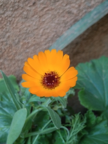 Calendula stellata