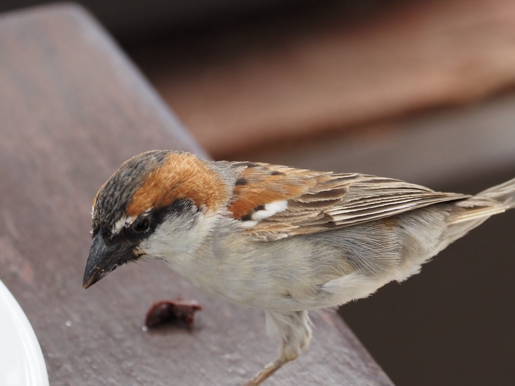 Iago Sparrow (Passer iagoensis), photo 3