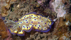 Goniobranchus kuniei