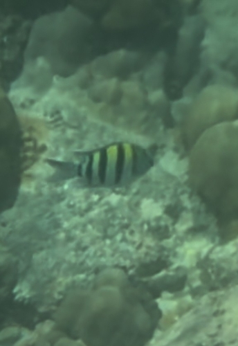 Abudefduf vaigiensis